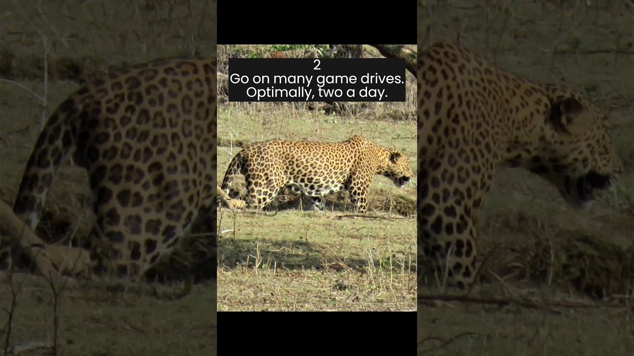 4 tips to up your chances of spotting Leopards