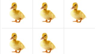 I'm Not a Robot Level 22: My Ducks Ahhh