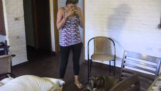 Dog singing with an harmonic / Perro cantando a dúo con una armónica