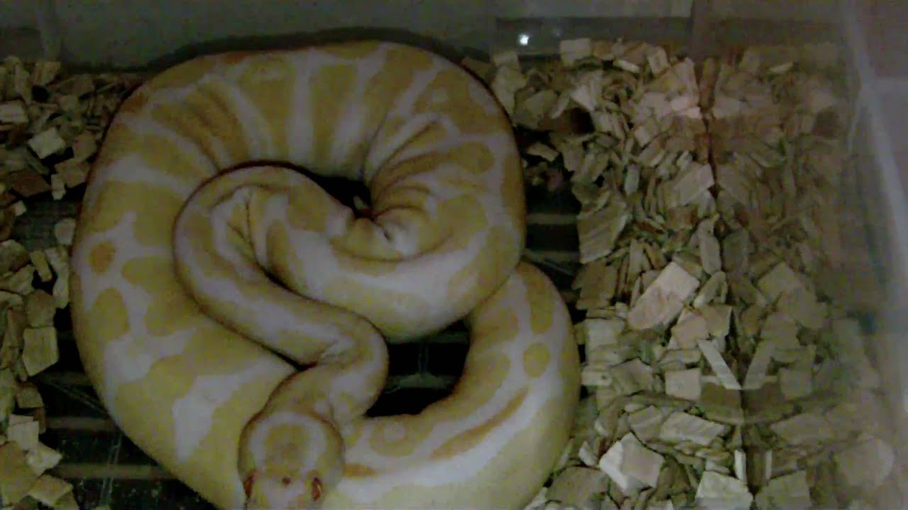 camera iphone 8 plus apk thomasreptiles royal python collection part 1