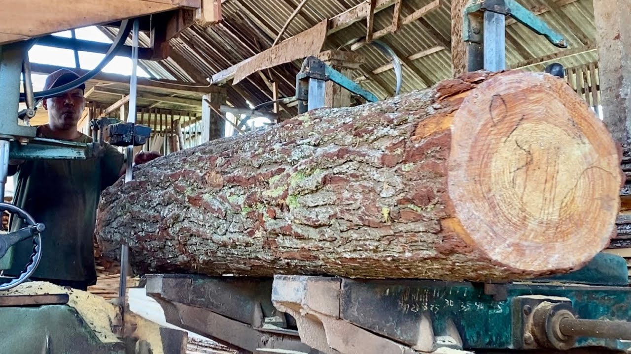 The process of sawing young pine wood - YouTube