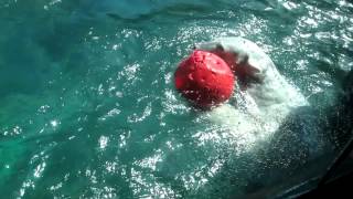 Polar Bear Playing in Oregon Zoo, Polar Bear Swimming