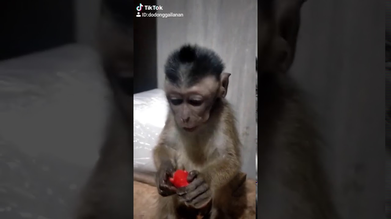 Monkey eating hotdog