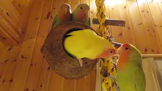 久しぶりにココナッツハウス設置