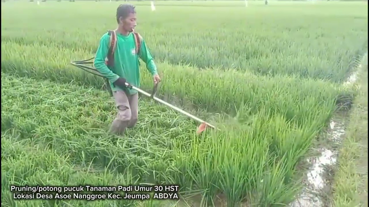 Pruning Tanaman Padi 👌