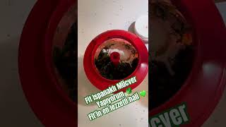 Fit Ispanaklı Mücver Yapıyorum Fitin En Lezzetli Hali