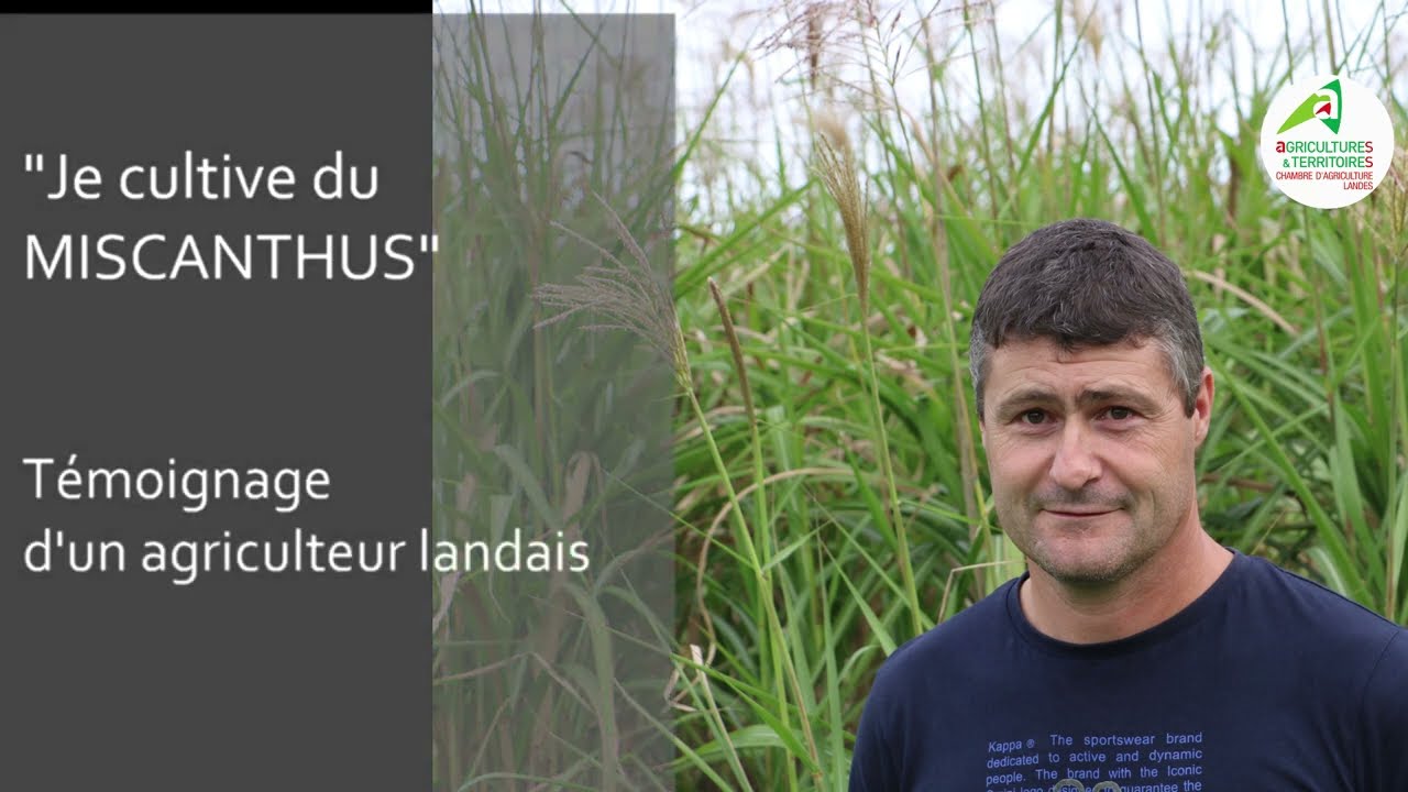 Je cultive du miscanthus