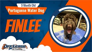 Portuguese Water Dog Makes A SPLASH In Training!