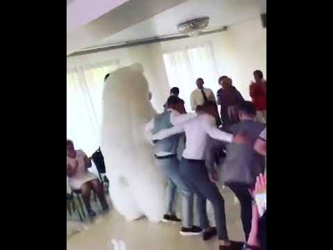 Білий ведмідь на весілля або дитяче свято Виступ білого ведмедя