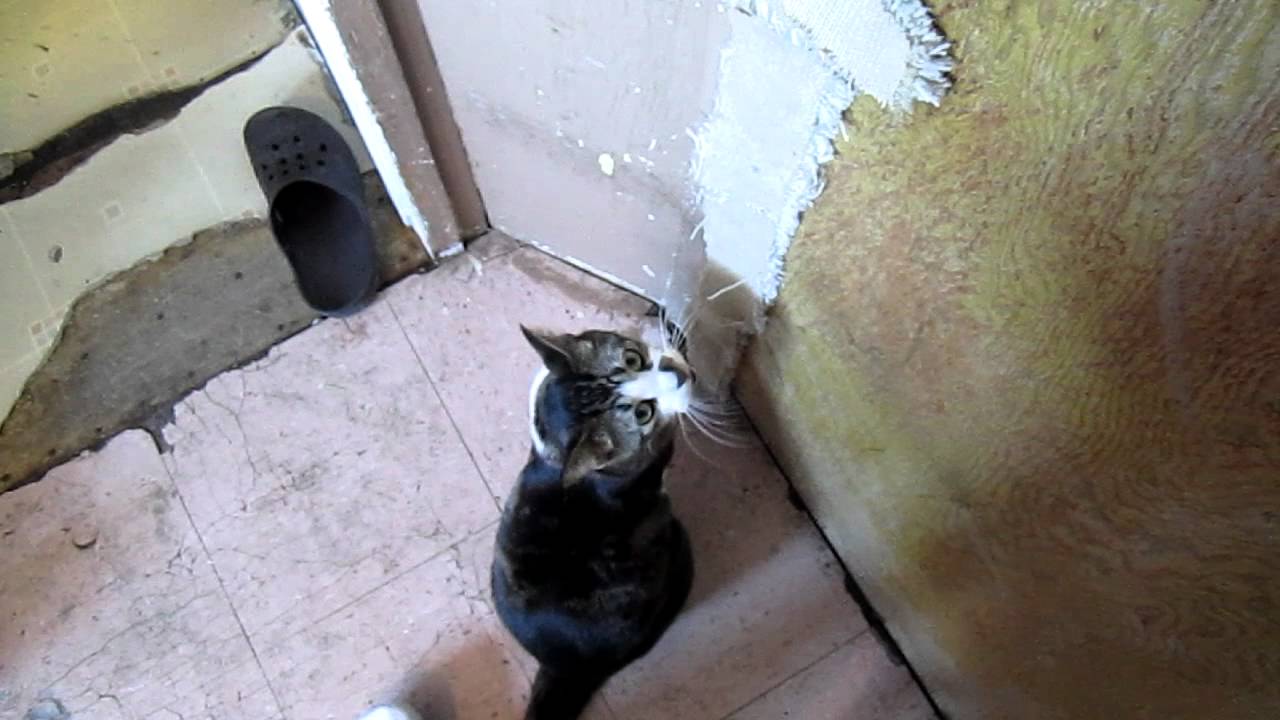 kitty cat does howling meow at door YouTube