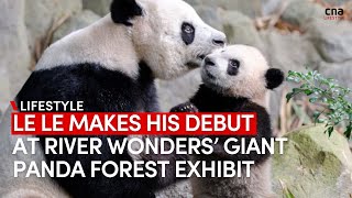 Singapore's panda cub Le Le makes his debut at the River Wonders' exhibit
