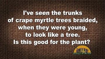 Q&A – Is it good for the plant if you braid the trunk of a crape myrtle?