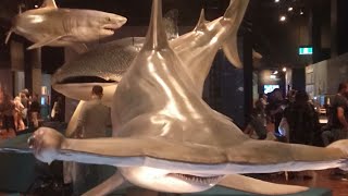 Sharks in the museum 🦈
