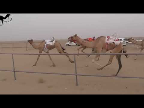 الشاهينية علي بن ناصر بن طناف الدرعي ميدان سيح العراد الشاهينية علي بن ناصر بن طناف الدرعي ميدان سيح العراد