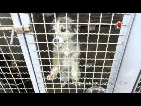 4 14 ძაღლების თავშესაფარი