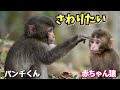 【パンチくん🐵】ぎゃー！今年生まれた赤ちゃん猿に急接近！お母さんに怒られちゃうよw