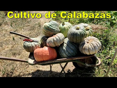 Video: Secretos Del Cultivo De Calabaza Dulce Y Jugosa