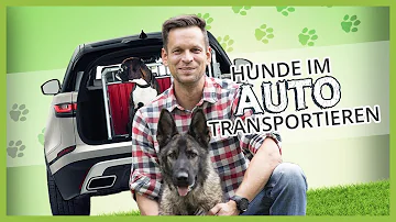 Wie lange darf ein Hund im Auto fahren?