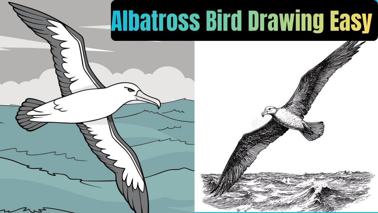 How To Draw Albatross Bird|Pencil Drawing For Beginners|Tanis Artworks|