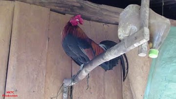 Qaib dib qua zoo thiab zoo nkauj heev 2019