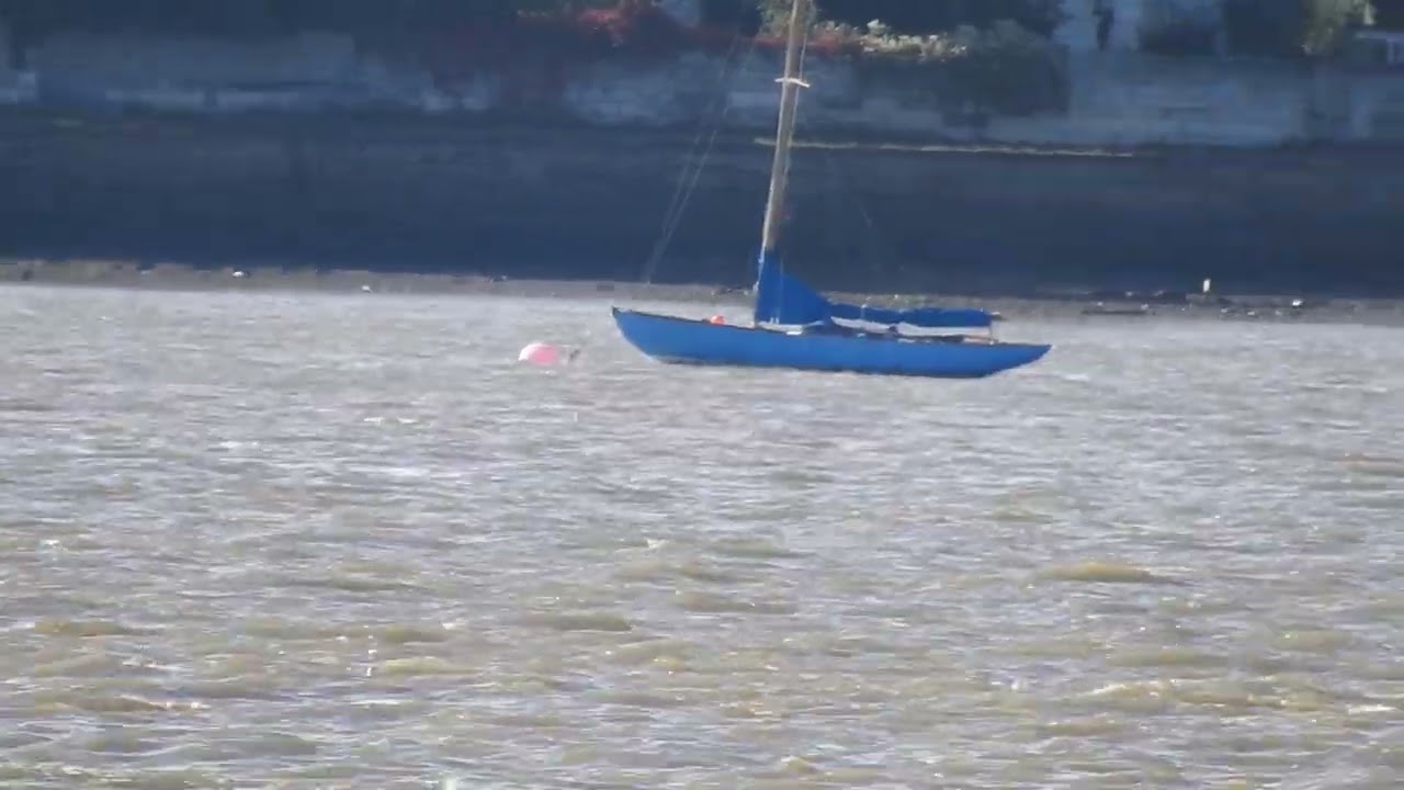 Leach's Petrel. River Mersey. Oct 2021 