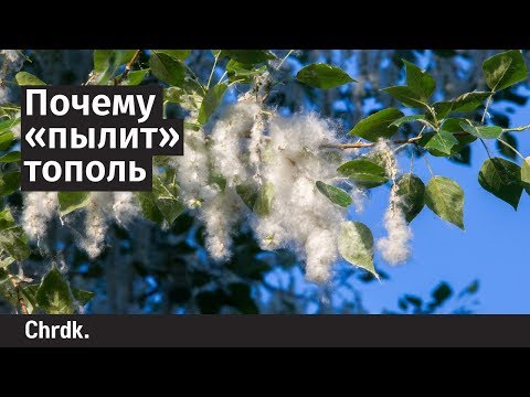 Почему «пылит» тополь