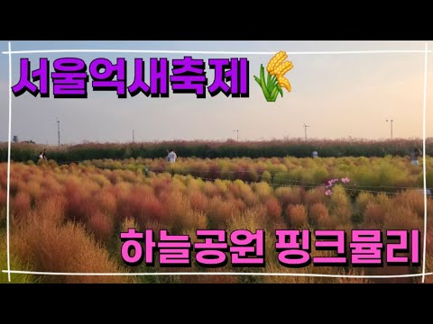 서울억새축제 하늘공원 억새, 핑크뮬리 명소 일몰 야경이 멋진곳 서울 꼭 가볼만한곳 데이트 추천 코스!