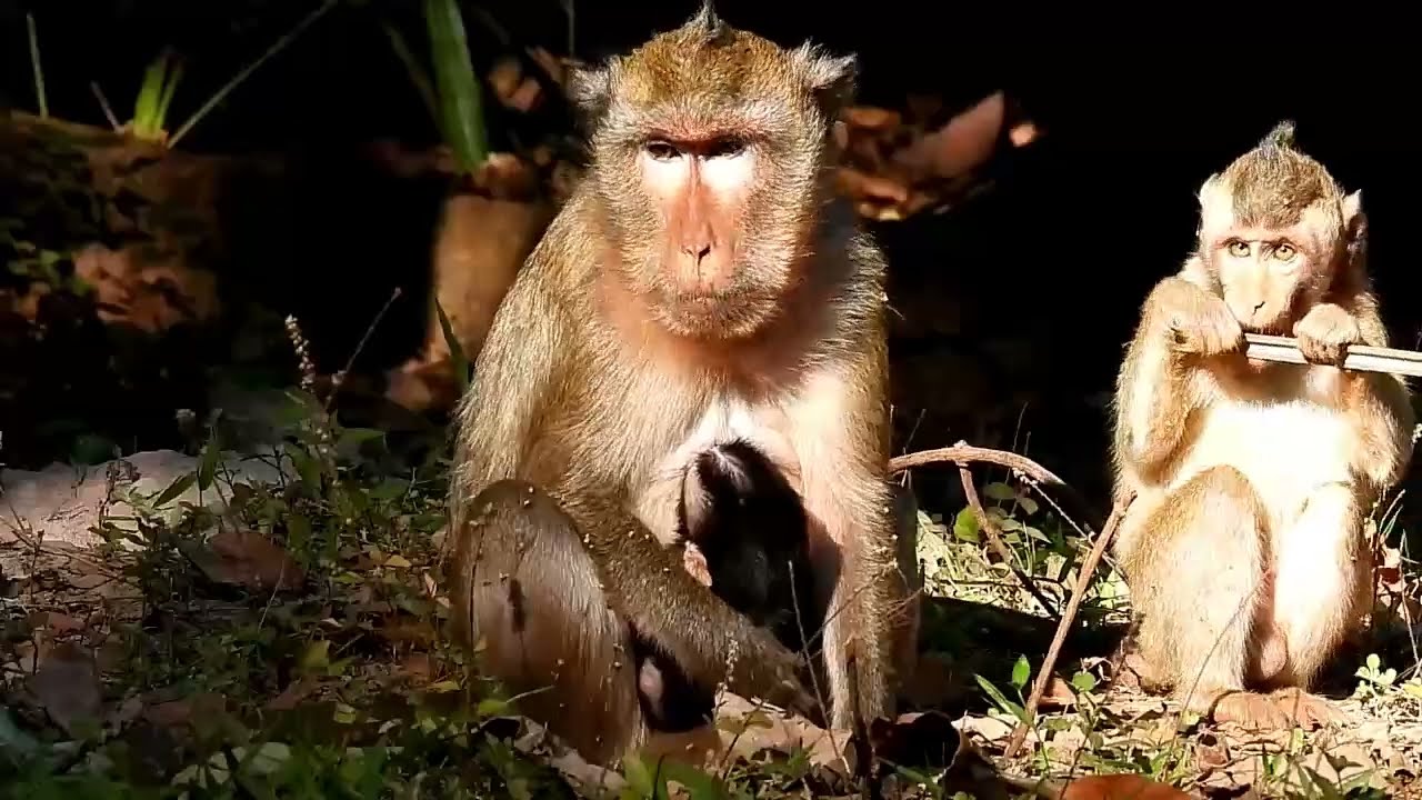 Monkey Grab In Cambodia Good All Monkeys In Khmer 