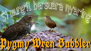Burung brencet // Pygmy wren babbler