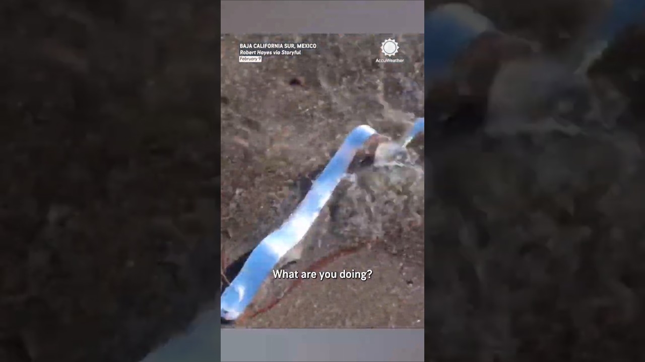 'Doomsday fish' washes up on Mexico beach