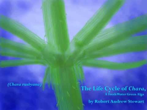 The Life Cycle of Chara, a Fresh Water Green Alga