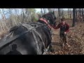 Single Horse Logging on A Beautiful November Day