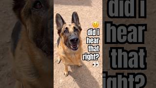 Wait… what did you just say? 😳🐶