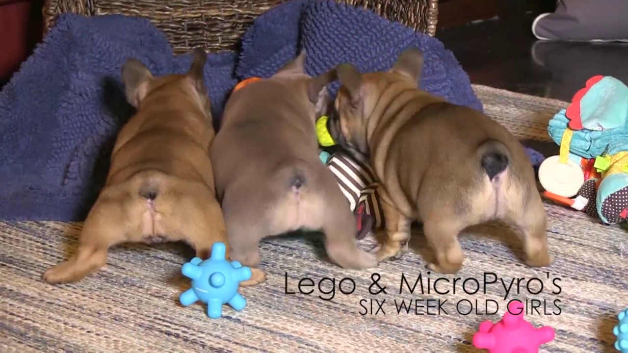 Lego & MicroPyro's Girls