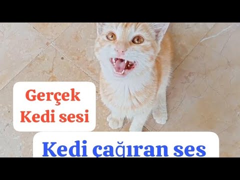 Gerçek kedi sesi  kedi sesi kedi çağıran ses