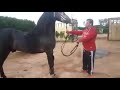الحصان البربري الجزائري الأصيل 2