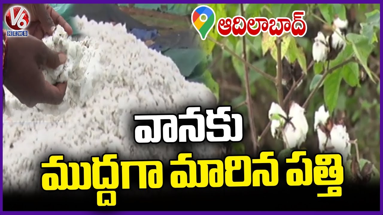 Cotton Turns Black Due to Heavy Rains in Adilabad | V6 News - YouTube