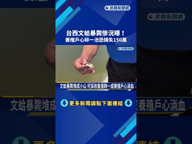 台西文蛤暴斃慘況曝! 養殖戶心碎一池恐損失150萬－民視新聞