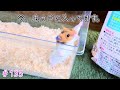 【低コスト&高メリット!?】あのハムスター系YouTuberさんをマネする..!!