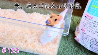 【低コスト&高メリット!?】あのハムスター系YouTuberさんをマネする..!!
