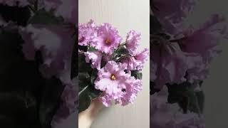 НК Фанфан - тюльпан. Обзор ❤️🌷🌷🌷