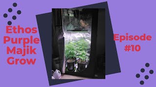Ethos Grow Episode #10 Flippin' Time