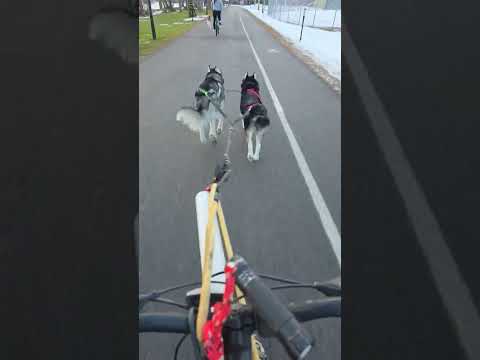 Bikejor run with the Sibes #bikejoring #siberianhusky #workout #workingdogs #shorts #sleddogs