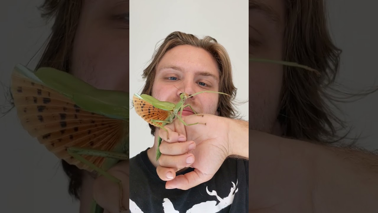 The most beautiful wings in the phasmid world! 