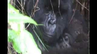 Mother & Baby Gorilla In Rain