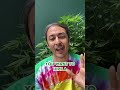 Does CO2 Help In A Grow Room? #plants
