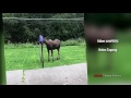 Moose tangles with hammock