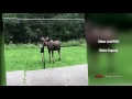 Moose tangles with hammock