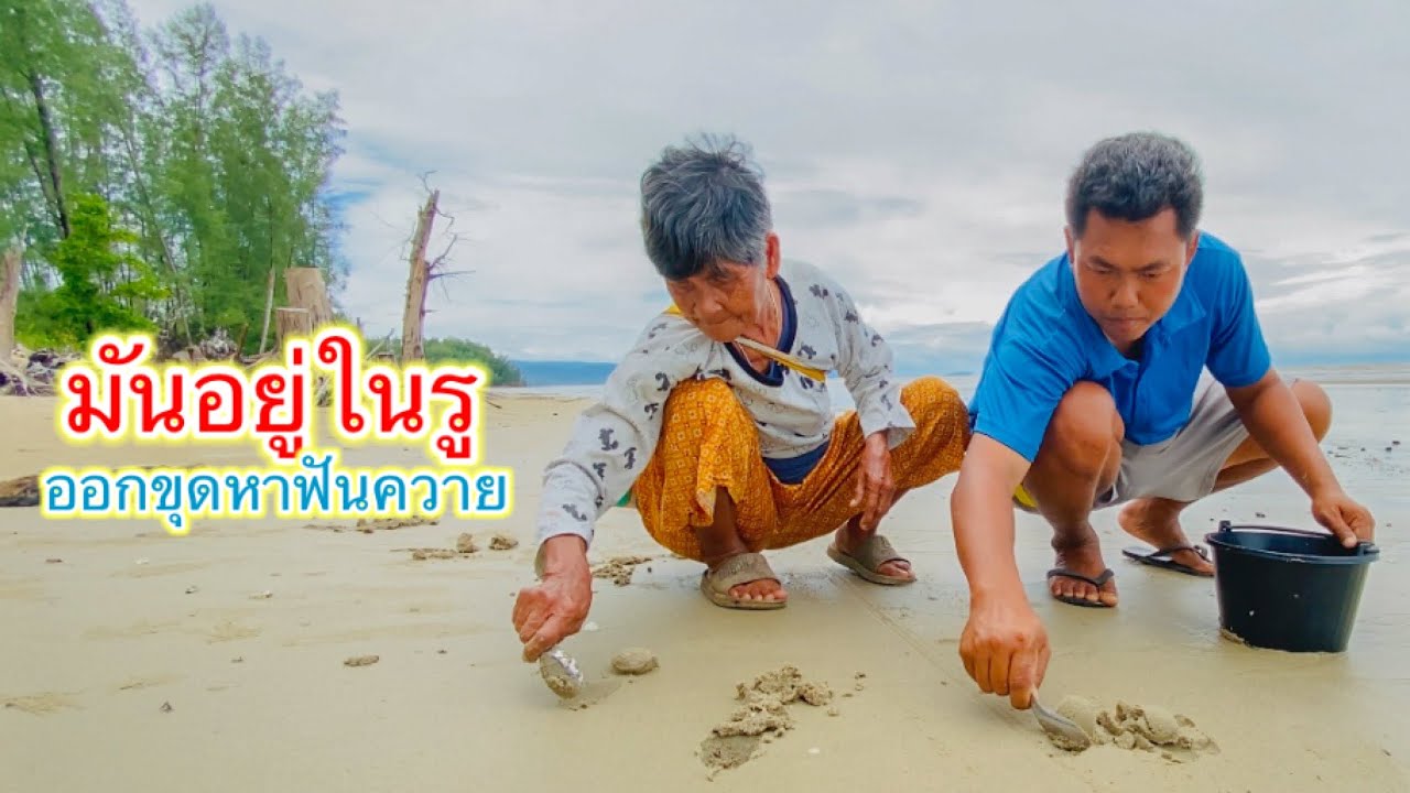 ออกหาฟันควาย ริมชายฝั่ง