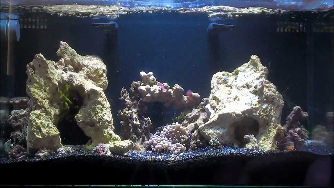 INNOVATIVE MARINE 16 GALLON NANO DAY 69